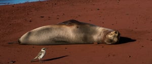 Rabida in Galapagos Islands, view of the red sand with a sea lion sunbathing