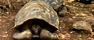Cerro colorado - San Cristobal in the Galapagos Islands, tourist inside of giant tortoise shell