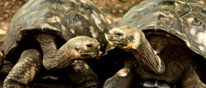 Galapagos Giant Tortoise in Cerro Colorado