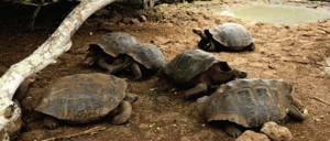 Cerro colorado - San Cristobal in the Galapagos Islands, view of a giant tortoises remaining in their habitat