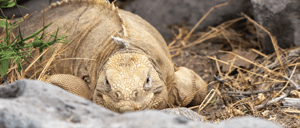 A land iguana laying down at the Santa Fe Island