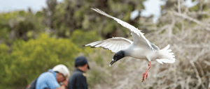 A Swallow tailed Gull at Santa Fe Island