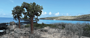 A Santa Fe Island`s landscape