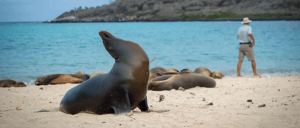 Sea lions at Santa Fe Island´s beach shore