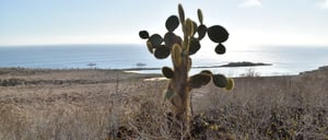 Santa Fe in Galapagos Island view of arid landscape and cactus