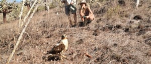 Santa Fe in Galapagos Island with Tourist looking a falcon on land