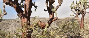Santa Fe in Galapagos Island landscape with cactus