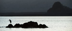Egas Port in Santiago Island giant heron on rock
