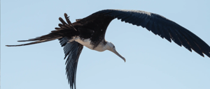 A blue footed booby flying at the North Seymour Island