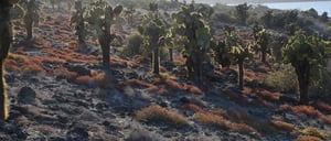 South Plaza in the Galapagos Islands landscape view of the local vegetation in a sunny day