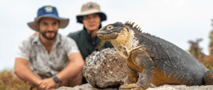 South Plaza - South Plaza Visitor Sites: Land Iguana in South Plaza