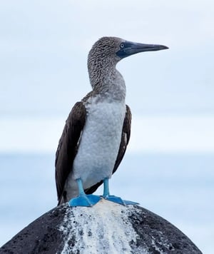 Coral Yachts Itinerary East Expedition: Blue footed booby