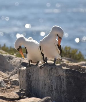 Corals Yachts Itinerary North & West Expedition: Nazca Booby