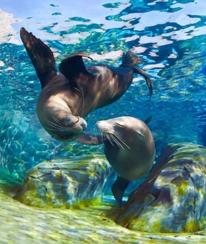 Corals Yachts Itinerary North Expedition: Playful Sea Lions