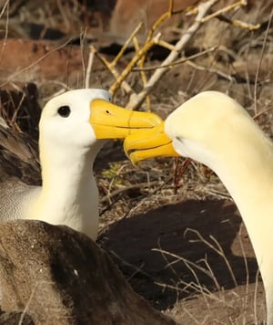 Galapagos Legend Itinerary South Expedition: Galapagos Albatross