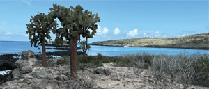 Santa Fe Island