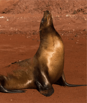Galapagos Legend Itinerary North & West Expedition: red-sand beach and a Sea lion