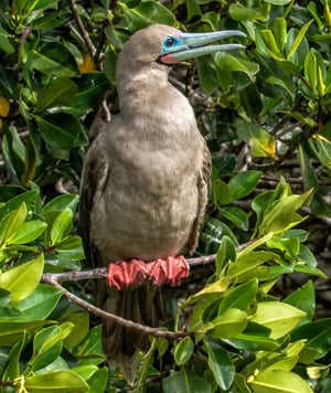 Galapagos Legend Itinerary West & East Expedition: red-footed booby