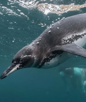 Galapagos Legend Itinerary West Expedition: A marine wonderland, Galapagos penguin