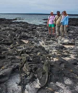 Galapagos Legend Itinerary West Expedition: Marine iguana at Punta Espinosa