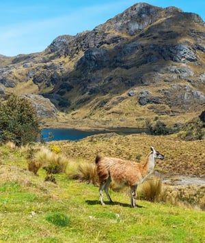 Mystical Lagoons of El Cajas: Peaceful Hiking