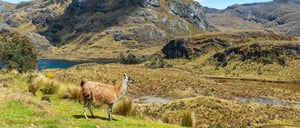 Mystical Lagoons of El Cajas