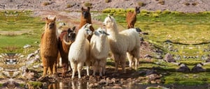 Mystical Lagoons of El Cajas: Native Wildlife
