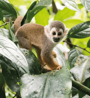 Curious squirrel monkey in Ecuador’s Amazon rainforest, surrounded by lush green jungle foliage.