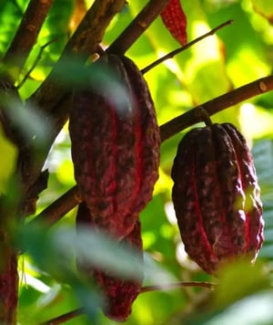 Guayaquil and Tropical Hacienda: Coastal Life