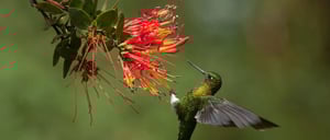 Mindo & Alambi: Hummingbird reserve