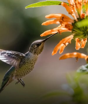 Mindo & Alambi: Hummingbird