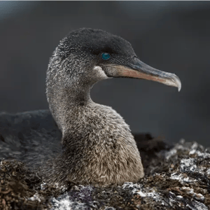 FLIGHTLESS CORMORANT