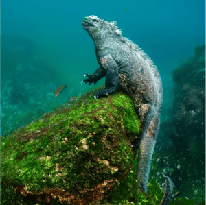 Go 7: Galapagos Cruise and island hopping at the Galapagos Island | 6 days and 5 nights -