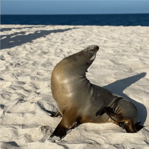 GO 7 - Galapagos Cruise and hopping: Sea Lion at the beach