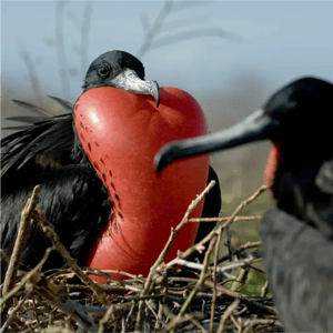 GO 7 Galapagos Frigate Highlights | 9 days and 8 nights