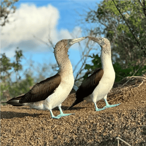 GO 7 - Galapagos Cruise and hopping: Two blue footed boobies