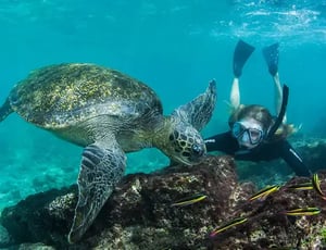 Is a Galapagos cruise worth it go galapagos kleintours klein tours ecuador travel cruises legend corales coral snorkeling