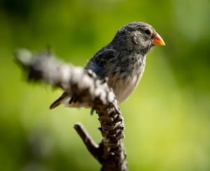 Why Galapagos? The Enchanted Islands: Laboratory of Evolution - Charles Darwin