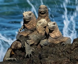 Why Galapagos? The Enchanted Islands: Unique Wildlife - Marine iguana