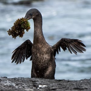 Corals Yachts Itinerary West Expedition: Flightless Cormorants