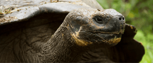 Galapagos animals reptiles