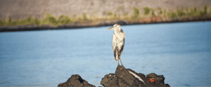hero banner shorebirds@2x